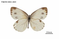 藏品(緣點白粉蝶)的圖片